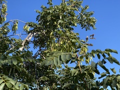 Xeroderris stuhlmannii