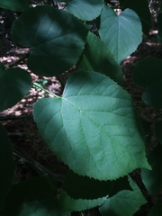 Tilia americana caroliniana
