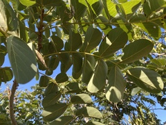 Xeroderris stuhlmannii