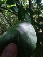 Tilia americana caroliniana