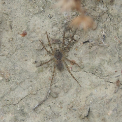 Pardosa sumatrana