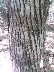 Tilia americana caroliniana