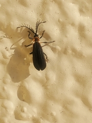 Leptoceletes basalis