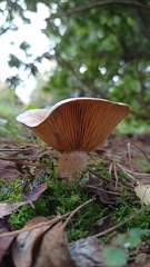Lactarius deliciosus