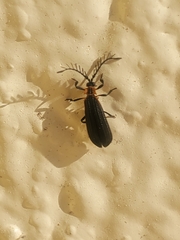 Leptoceletes basalis