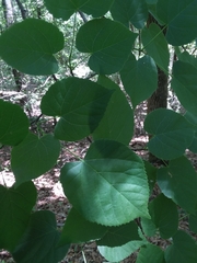 Tilia americana caroliniana