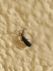 Leptoceletes basalis