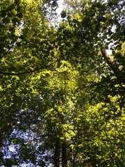 Tilia americana caroliniana