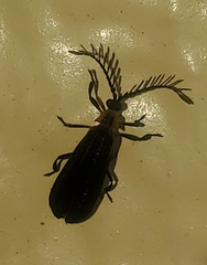 Leptoceletes basalis