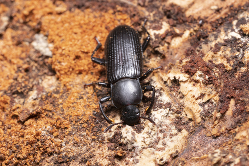 Menephilus cylindricus