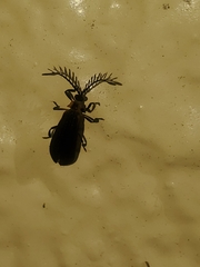 Leptoceletes basalis