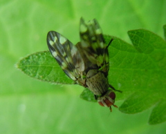 Otites centralis