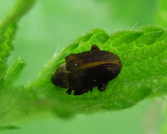 Lignyodes enucleator
