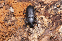 Menephilus cylindricus