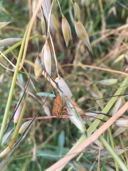 Carpocoris mediterraneus