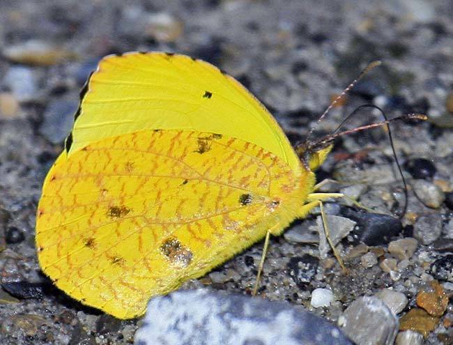 Eurema reticulata