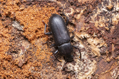 Menephilus cylindricus