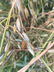 Carpocoris mediterraneus