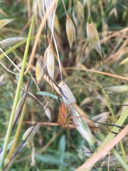 Carpocoris mediterraneus