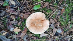 Lactarius deliciosus