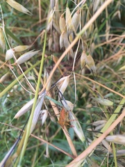 Carpocoris mediterraneus