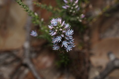 Andersonia caerulea