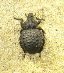 Brachycerus foveicollis