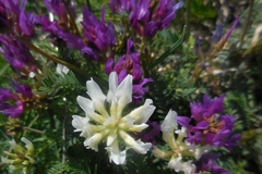 Astragalus onobrychis