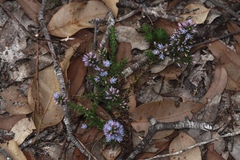 Andersonia caerulea