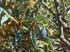 Maerua decumbens