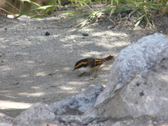 Aphrastura spinicauda