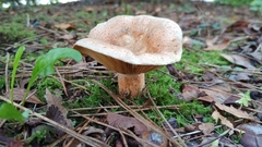 Lactarius deliciosus