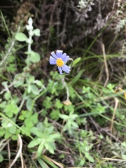 Felicia aethiopica