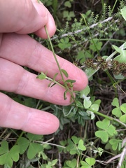 Felicia aethiopica