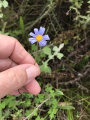Felicia aethiopica