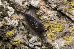 Porcellio obsoletus