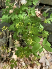 Taenidia