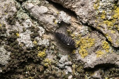 Porcellio obsoletus