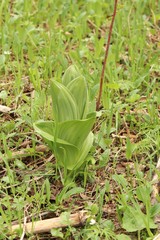 Veratrum lobelianum
