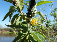 Buddleja stachyoides