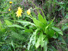 Taraxacum ceratophorum