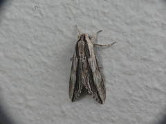 Sphinx dollii