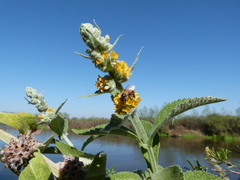 Buddleja stachyoides