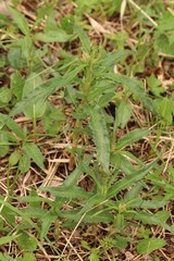 Koenigia alpina
