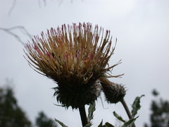 Cirsium subcoriaceum