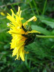 Taraxacum ceratophorum
