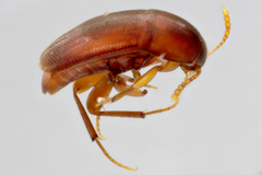 Ptomaphagus