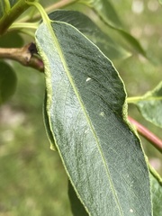 Aculus