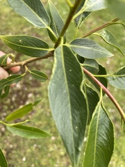 Aculus
