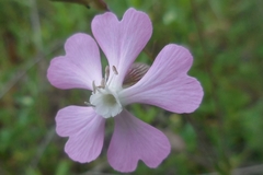 Silene conica